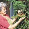 (wsch)   Erna Grosso hatte Strauchtomaten in einen Baueimer an die Hauswand gesetzt. Die Pflanzen sind nun knapp zwei Meter hochgewachsen und tragen üppig Früchte. Die Gräfendorferin freut sich über die reiche Ernte: An einer großen Tomatenrispe hängen über hundert kleine Tomaten, zum Teil sind schon welche reif und rot, zum Teil sind jedoch noch ganz grün.