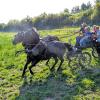 Ein Hauch Ben Hur am Biegenbach: Peter Werner lässt beim Ferienspaß mit Wagonette die Leine locker.