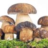 Auch Herrenpilz genannt: Meist sind es Steinpilze, wenn Gaststätten heimische Pilze anbieten. Wo diese herkommen, ist eine andere Frage.
