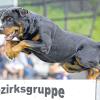 (lsw)   Mit einem freien Training für Fährtensuche auf dem Acker hat am Freitag in Rottweil die dreitägige Weltmeisterschaft der Rottweiler-Hunde begonnen. Für die Wettbewerbe in der Stadt, der die Hunderasse ihren Namen verdankt, wurden bis kurz vor Meldeschluss 51 Hunde aus 18 Ländern gemeldet, wie die Veranstalter mitteilten. Darunter war auch der fünfjährige „Boss vom Königsdamm“ vom einzigen in Rottweil ansässigen Rottweiler-Züchter Jörg Schwabe. Für die Hunde gilt es, sich in den Kategorien Fährtensuche, Schutzdienst und Unterordnung zu beweisen. Am Sonntagabend steht dann der Weltmeister fest.