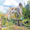 Alternativer und Selbstversorger: Wolle Wagabond züchtet in Oberdürrbach Tomatenund anderes Gemüse, wohnt im Bauwagen – und muss bis Mitte August weg. Nur wohin?