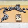 Stück für Stück: Das Fossil einer Fischsaurierart mit dem Namen „Schwäbischer Seedrache“ liegt am Dienstag im staatlichen Naturkundemuseum in Stuttgart. Die neue Gattung und Fischsaurierart mit dem Alter von rund 175 Millionen Jahren wurde nun erstmals wissenschaftlich untersucht und schließt damit eine weltweite Fundlücke dieser Saurierart.