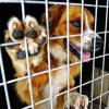 Wohin mit den Fundtieren? Derzeit ist es offen, wer ab Januar im Haßbergkreis Fundkatzen und -hunde betreut. Das Bild zeigt symbolisch einen Hund, der in einem Tierheim untergebracht ist.