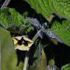 Die Pflanze des Monats Oktober ist die Peruanische Blasenkirsche, am ehesten unter Kapstachelbeere oder Andenbeere bekannt (Physalis peruviana).