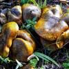 (hag)  Von einer großen Menge an Pilzen überrascht wurde Richard Döppler. Die in ihrer Wuchsform ungewöhnlich kleinen und großen Exemplare waren dem Gartenbesitzer unbekannt. Eine Anfrage bei Wolfgang Bachmeier von der Pilzgalerie Bayerischer Wald in Passau löste das Rätsel: Bei den Pilzen handelt es sich um den Kuh-Röhrling. Der Pilz, bei dem der Hutrand eingerollt und verbogen ist, trägt den botanischen Namen (Suillus bovinus) und zählt zur Gattung der Schmierröhrlinge. Er ist essbar, mit gelblich elastischem Fleisch. Er ist im Geschmack säuerlich und gut zum Trocknen geeignet. Richard Döppler allerdings verzichtet auf ein Pilzgericht – er sieht lieber zu, wie sich die Kuh-Röhrlinge erstmals in seinem Garten, vorwiegend unter den Fichtenbäumen, munter vermehren.