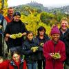 Weinlese international: Winzer Ludwig Knoll (hinten rechts) mit seinen Lesehelfern aus sieben Nationen in den Weinbergen an der Inneren Leiste: seinen Kindern Vinzenz und Antonia (sitzend), Christian Schmitt aus Rumänien (stehend von links), Peter Ganzwind aus Russland, Mirek Zych aus Polen, Josefina Bogdan aus Rumänien, Ivetta Zazriva aus der Slowakei, Jeeran Gurung aus Nepal und Kanae Hara aus Japan.