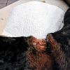 Nichts für schwache Gemüter: Bei einem Hund war das Halsband tief eingewachsen.
