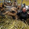 Da war die Welt noch in Ordnung: Besitzer Wilhelm Breitling streichelt im Juni 2012 auf dem Kamelhof Rotfelden in Ebhausen (Kreis Calw) seine Dromedare. Bei einem Großbrand auf der Kamelfarm sind am frühen Donnerstagmorgen 86 Kamele ums Leben gekommen.