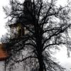 Darf stehen bleiben: Ein Baumgutachten attestierte der Linde an der evangelischen Kirche Sandfestigkeit.