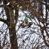 Essen im Flug: Dabei soll man beim Essen doch nicht rumhängen . . . diesen gefiederten und seltenen Gast – ein Specht – hat Bernd Schober am 13. März in seinem Garten in Willanzheim entdeckt. Mehr tolle Leserfotos gibt's auf www.mainpost.de/leserfotoskt
