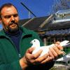 Gibt seine Tiere nicht aus der Hand: Günter Gittel mit einer prächtigen weißen Taube.