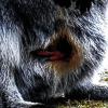 Da muss der Fotograf Geduld haben: Erst sieht man nur eine Pfote, dann das Schnäuzchen und irgendwann – wenn es ausgeschlafen hat – steckt das scheue Wallaby-Baby seinen Kopf aus dem Beutel der Mutter.
