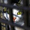 Hinter Gittern: Das Team vom Schwebheimer Tierheim hofft, dass nur wenige Haustiere der US-Militärangehörigen nach dem Abzug abgegeben oder ausgesetzt werden.