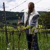 Vom Bauingenieur zum Biowinzer: Seit 1990 bewirtschaftet Hartmut Eckert Karin die Weinberge in Müdesheim im ökologischen Anbau.