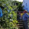 (thal)   Rudolf Stamm hat das, was man landläufig einen „grünen Daumen“ nennt. Der Gartenfreund und langjährige Vorsitzende der Gemündener Siedlervereinigung pflegt in seinem Garten in der Annastraße, soweit es die Gesundheit zulässt, eine Vielfalt an Obstbäumen, Sträuchern, Blumen, Gemüse- und Zierpflanzen. Manche hat er aus Frankreich bezogen und die jetzt besonders dominierende zweieinhalb Meter hohe Zierdistel kannte er schon vor einigen Jahrzehnten, als sie in seinem Geburtsort Hofstetten „in Mode“ war. Wie die Prachtexemplare nun in seinen Garten geraten sind, weiß Stamm nicht. Er vermutet, dass Vögel oder der Wind die Samenkörner brachten.
