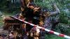 Umgestürzt: Im Hindenburgpark hat der Sturm eine jahrhundertealte, hohle Linde gefällt. Der städtische Bauhof hat den Baum gesichert und dabei Äste und einen Teil der Krone beseitigt. Den mächtigen Stamm möchten die Nachbarn als Spielgelände für ihre Kinder erhalten.