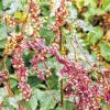 (wop)   Am Mainufer zwischen Himmelstadt und Karlstadt fruchtet im Herbst die seltene Pappel-Seide (Cuscuta lupuliformis). Sie ist, wie alle Arten der Gattung ein Schmarotzer, der sich an anderen Pflanzen emporwindet und in diese mit sogenannten Haustorien eindringt. Die auch als Teufelszwirn bezeichnete Pflanze kam ursprünglich nur von Sibirien bis Osteuropa vor. Im 20. Jahrhundert hat sich die Pappel-Seide nach Westen ausgebreitet und wächst in Deutschland an den Ufern großer Flüsse. In Bayern waren bisher nur fünf bis sechs Nachweise am Maindreieck, vor allem zwischen Würzburg und Kitzingen, bekannt.