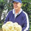 (ben)   Unser Leser Dietmar Haupt aus Frankenwinheim, ein passionierter Pilzgänger und -esser, hat uns dieses Bild von seinem außergewöhnlichen Fund im Steigerwald zukommen lassen. Der ausgezeichnete Speisepilz „Krause Glucke“ hat eine Breite von 40 Zentimetern und bringt ein Gewicht von 2750 Gramm auf die Waage. Ein Rezept hat Haupt gleich mitgeliefert: Pilz mit Zwiebeln und Knoblauch in Butter dünsten, Eier dazugeben, mit Petersilie und Thymian würzen. Nach Belieben pikant würzen, Sahne dazu und dann mit Pasta genießen.