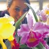 Bunt und schön: Bei der Orchideenausstellung in Würzburg – hier ein Bild aus dem Jahr 2008 – sind viele Schönheiten zu sehen.Obermeier
