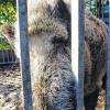 Der Keiler und ein Lump