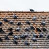 Gesehen und fotografiert in Wipfeld.