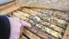 Auf Ertrag und Sanftmut gezüchtet: die moderne Biene. Dazu kennen die Bienen ihren Imker und lassen ihn so nahe heran.