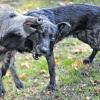 Riskante Verbindung: Begegnungen von Wildschweinen und Hunden sind nur selten so spielerisch wie auf diesem Symbolbild, das ein zahmes Wildschwein beim Herumtollen mit einem Jagdhund zeigt.