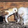 Eifrige Mäusejäger: Eine Schleiereule bei der Fütterung ihres plüschigen Nachwuchses. Um den Winter zu überleben, sind die Greifvögel auf ein tägliches Nahrungsangebot angewiesen. Mit einfachen Mitteln können sie Landwirte dabei unterstützen.
