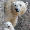 Zum ersten Mal offiziell und öffentlich im Freigehege: Der Münchner Tierpark Hellabrunn kann sich angesichts der niedlichen Eisbären-Zwillinge auf einen Riesenandrang der Besucher einstellen. Die beiden Kleinen sind jetzt 14 Wochen alt und unter Dauerbeobachtung von Mama Giovanna.