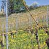 Eine Führung in den Casteller Weinbergen bietet Brigitte Horak am 6. April an.