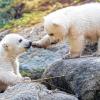 (dpa)   Nach viermonatigem Rätselraten wurden die beiden 16 Monate alten Eisbären aus dem Tierpark Hellabrunn am Montag endlich getauft. Die Zwillinge heißen Nobby und Nela. Das entschieden die Paten der beiden Jungtiere, der Eisbär-Fotograf Norbert Rosing und der Münchner Kaffeerösterei-Inhaber Emanuel Clemm. Sie zahlten jeweils einen fünfstelligen Betrag zur Unterstützung des Tierparks Hellabrunn. Mehr als 20 Interessenten hatten sich um die Patenschaft beworben. Bei der Entscheidung habe der persönliche Bezug zu den Bären und dem Tierpark den Ausschlag gegeben, erklärte Zoo-Sprecherin Christiane Reiss. Die Namensauswahl war den Paten freigestellt, sie mussten lediglich mit „N“ beginnen – wie bei allen Tieren, die 2013 im Tierpark geboren wurden. Clemm benannte das Eisbärmädchen nach seiner Tante. Für Norbert Rosing lag „Nobby“ auf der Hand: „Mein Name beginnt schließlich auch mit N“, freute er sich. „Und wenn er ausgewachsen ist, rufen wir ihn Norbert.“