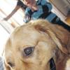 Tierischer Beschützer: Matthias und der Golden Retriever „Jasper“ mögen sich auf Anhieb.