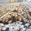 Einblick: Bis zu 27 000 Hähnchen leben im Stall der Eirichs bei Westheim. Am Sonntag können Besucher durch Fenster einen Blick in die Anlage werfen.