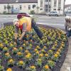 Sage und schreibe 1400 Blumen – darunter allein 1000 Tagetes haben die Bauhofmitarbeiter Edgar Sentner (links) und Hugo Engels am Freitag in das  Beet vor dem Hohntor gepflanzt. Dreimal im Jahr wird dieses Beet neu angelegt. Dieses Mal genau rechtzeitig zur Fahrzeugschau Elektromobilität in der Stadt. Foto: M. Petzold