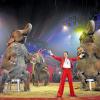 (mal)   Mit 207 Fahrzeugen, 110 Tieren und 100 Mitarbeitern reist der „Zirkus Charles Knie“ durch Deutschland und macht Halt in Wertheim. Am Dienstag, 26. August, treten die Artisten um 16 und 20 Uhr auf, am Mittwoch, 27. August, wird die Manege um 16 Uhr freigegeben. Der Zirkus hat für jeden etwas in petto: Tom Dieck Junior zeigt seine Raubtierdressur mit zwei weißen Löwen, fünf Königstigern und zwei Ligern, einer Kreuzung aus Löwe und Tiger. Für seine Vorstellung wurde er beim Zirkusfestival in Monte Carlo mit dem „Bronzenen Clown“ geehrt. Im Programm ist auch Elvis Evani mit drei indischen Elefantendamen. Neben den tierischen Auftritten wird der Zirkus klassische Akrobatik vorführen. Von dem Balanceakt auf dem Drahtseil, über eine Rollschuh- und Tanzperformance, bis hin zum Auftritt des modernen Clowns Cesar Dias, der ebenfalls schon viele Preise gewonnen hat, hat der Zirkus ein buntes Programm parat. Bei der ersten Vorstellung am 26. August um 16 Uhr gibt es verbilligte Tickets. Karten im Vorverkauf bei allen Eventim-Vorverkaufsstellen, unter www.zirkus-charles-knie.de oder unter  (01 71) 9 46 24 56.