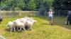 Training für Hütehunde: Dazu hatte das Ehepaar Kay und Helga Simon aus Schönau auf das Weideareal von Gerold Pfaff in Burgwallbach eingeladen. Das Seminar wurde von dem bekannten Trainer für Koppelgebrauchshunde John Jones (rechts) aus Wales gehalten.