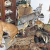 Haus voller Tiere: Luchs, Fuchs, Hase und Dachs, Tierschädel und Gehörne oder auch Fischköpfe und ganze Fische sind im Hause Höra allgegenwärtig.