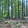 Noch heute in der Landschaft gut sichtbar: Hügelgräber in der Kohlplatte bei Hausen. Der Archäologische Rundweg führt hier vorbei.Martin Loschert