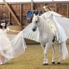 Märchenhaft: Patricia Doberschütz auf ihrem 13-jährigen Andalusierschimmel Polaris als „Pegasus“, begleitet von einer Elfe (Alisa Arnt), bei der Reitervorführung.