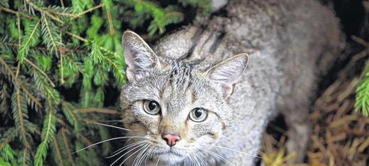 Die Feuerwehr Langenprozelten wurde zur Rettung einer Wildkatze im Naturpark Spessart gerufen