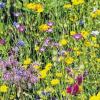 Bunte Schätze: Mit den Samen von Sommerblumen lassen sich kreative Geschenke gestalten.