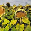 Erntereife Sonnenblumen Feld bei Oellingen. Die meisten Sorten, die in der Region angebaut werden, enthalten ein hochwertiges Öl, das sich besonders gut für technische Anwendungen eignet.