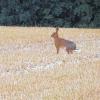 Ernteschock: Wildhasen finden auf den abgeernteten Feldern zur Zeit keine Deckung und auch keine Nahrung mehr.