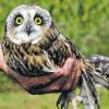 (kpe)   Anlässlich einer Arbeitsgruppensitzung des Fachforums „Naturschutz und Kulturlandschaft“ im Verein Natur- und Lebensraum Rhön wurde eine Sumpfohreule wieder in die Freiheit entlassen. Landwirt Hubert Beier hatte das verletzte Tier vor fünf Wochen gefunden. Die Jungeule hatte sich, möglicherweise durch den Kontakt mit einem Zaun, ein Bein gebrochen und sich eine Verletzung am Flügel zugezogen. Dank der Pflege des erfahrenen Falkners Michael Schanze konnte das Tier wieder aufgepäppelt werden. Nach kaum vier Wochen war der Bruch verheilt und das Tier wieder in der Lage, in der Freiflugvoliere des Falkners selbstständig Mäuse zu jagen. Im Rahmen der Arbeitsgruppensitzung bot sich die Gelegenheit, das seltene Tier vor „großem Publikum“ wieder in die Freiheit zu entlassen. Die grau gefiederte Sumpfohreule, die in etwa die Größe einer Waldohreule hat, ist in Europa extrem selten. Man geht von weniger als 100 Brutpaaren in Deutschland aus, so dass diese Art in hohem Maße vom Aussterben bedroht ist. Markant sind die schwarz-gelben Augen der zierlichen, nur etwa 40 Zentimeter großen Eule. Der nächtliche Jäger wurde bisher nur während der Zugzeit in der Rhön gesichtet. Bislang gingen Ornithologen und das Biosphärenreservat davon aus, dass die seltene Art in der Rhön nicht den geeigneten Lebensraum mit großen Sumpf- und Feuchtgebieten hat. Umso mehr verwunderte der Fund der Jungeule im August, eigentlich viel zu früh für die Zugzeit. Damit bleibt die offene Frage, ob es eventuell tatsächlich einen Bruterfolg der extrem seltenen Sumpfohreule in der Region gegeben hat.