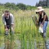 Die Kinderstube verrät die Bewohner: Die Biologen Jürgen Thein und Josline Griese suchen in einem Weiher nach Libellen.
