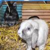 (tbe)   Dieser niedliche Zwergwidder und sein schwarzfelliger Companion suchen ein gemeinsames Zuhause. Beide Kaninchen sind kastrierte Rammler und circa zwei Jahre alt. Sie wurden Mitte Dezember in den Weinbergen gefunden und haben deshalb noch keinen Namen. Die Zwergkaninchen sind zahm und lassen sich ohne Probleme anfassen. Sie brauchen ein Gehege mit großem Auslauf und sind in jedem Fall nur zu zweit zu vermitteln. Weitere Informationen erhalten Sie beim Tierheim Kitzingen unter  (0 93 21) 50 63 oder im Internet unter www.tierheim-kitzingen.de.