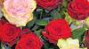Fairtrade-Rose als Liebesbeweis