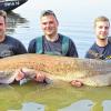 (hg)   Das Team „Cathunter“ von Angeln & Freizeit in Großbardorf war, wie auf diesem Bild zu sehen, sehr erfolgreich auf großer Raubfischtour. Der Lago Inferiore in der Nähe von Mantova in Italien war das Ziel. Der Traum eines jeden Anglers ist ein „Meter-Hecht“ oder ein Waller mit mehr als zwei Metern Länge. Andre Käb (hier rechts im Bild) ist unzweifelhaft dieser Fang gelungen, nach nervenaufreibenden und hindernisreichen 40 langen Minuten (der Fisch war unter einen versunkenen Baum geflüchtet) konnten die drei glücklichen Angler den imposanten Fisch an Land ziehen. Stattliche 206 Zentimeter zeigte das Maßband an, als der Wels schließlich vermessen wurde. Froh war das Team über die passende Profi-Ausrüstung und eine spezielle Angelschnur. Ohne eine abriebfeste Schnur hätte man den Fisch sicher nicht herausholen können, ist sich das erfolgreiche Trio einig. Stolz präsentieren den Waller von links nach rechts Marcus Köberl, Tobias Zoller und Andre Käb.