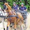 Rasant im Gelände unterwegs: Helena Scheiter aus Hausen im Landkreis Bad Kissingen, die fränkische Zweispänner-Meisterin wurde.