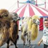 Spannung: Viele Tiere und artistische Höchstleistungen gibt es am Wochenende im Circus Paul Busch zu sehen.